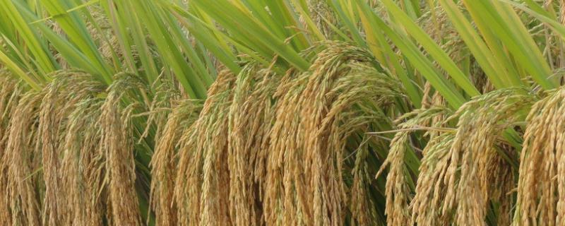 奇两优华占水稻种子特征特性，中抗稻瘟病