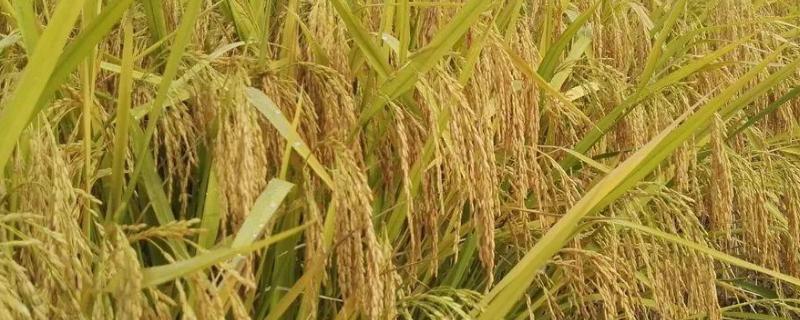 南晶香占水稻品种的特性，感温型常规稻品种