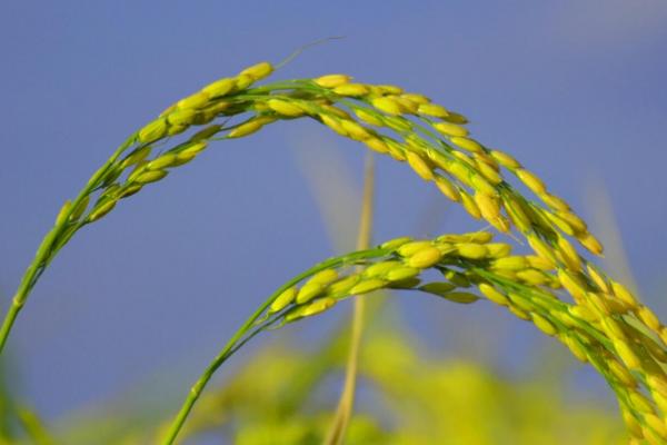 南红6号水稻种子特征特性，早造全生育期125～127天
