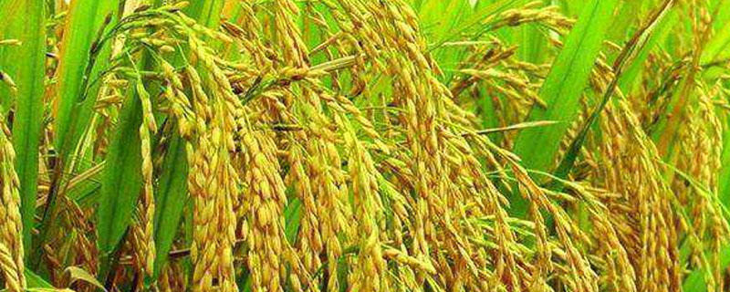 广矮占水稻种子特点，感温型常规稻品种