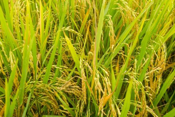 双黄秀占水稻种子简介，早造全生育期124～126天