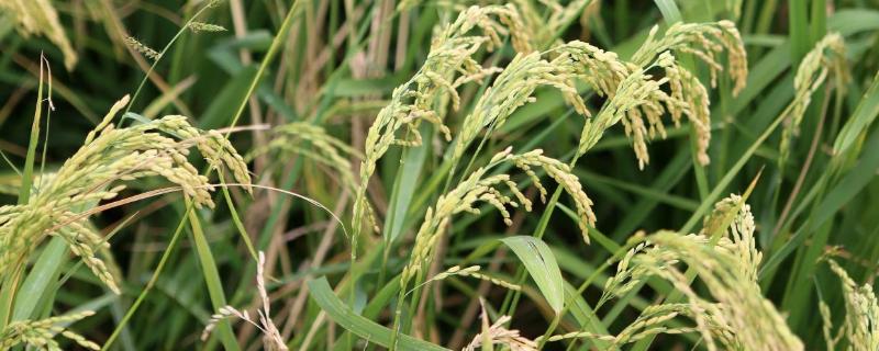 吉田优609水稻种子特点，早造全生育期125～127天