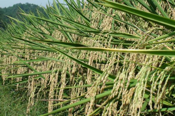 吉田优609水稻种子特点，早造全生育期125～127天