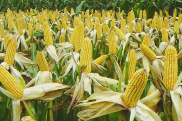 粘玉米的种植技术，一定要选取适宜播种的品种