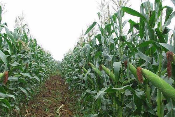 粘玉米的种植技术，一定要选取适宜播种的品种