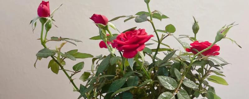 盆栽玫瑰花的养殖方法，在萌芽期可以将玫瑰花顶部的嫩芽剪去
