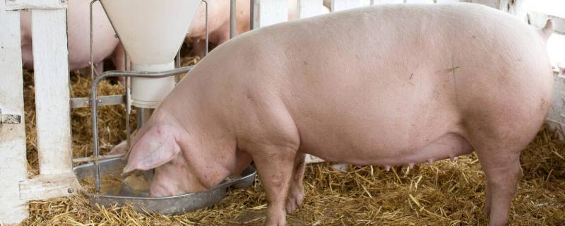 母猪妊娠饲料什么时候喂，配种之后就需要开始喂
