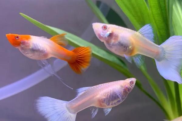 孔雀鱼吃什么可以快速生长，可饲喂红虫、水蚯蚓等高蛋白食物