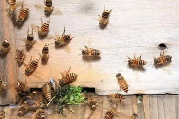 盗蜂的识别方法，在被盗群巢门口撒面粉可鉴别出作盗群