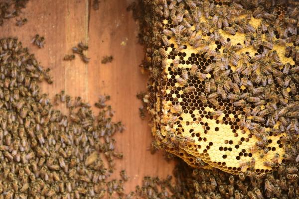 蜂群春衰的原因，可能是越冬蜂提前死亡或蜂箱保温不当等