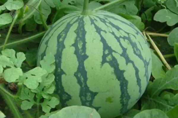 产量高的早熟西瓜品种，常见的有早春红玉、黑美人等