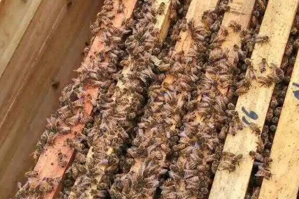 蜜蜂春繁的管理要点，任何时候都最好做到蜂多于脾