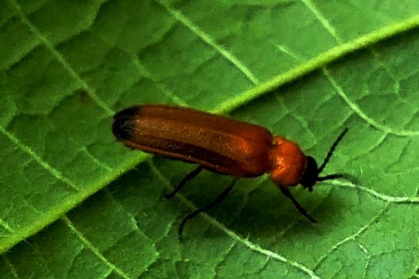 黑萤火虫春季以什么为食，幼虫主食蜗牛和田螺、成虫仅摄食露水或花蜜