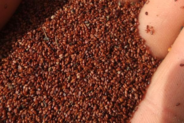 明党参与党参的区别,科属、外形均不同