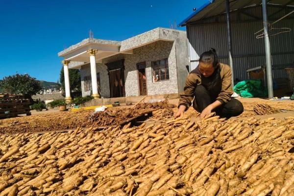 明党参与党参的区别,科属、外形均不同