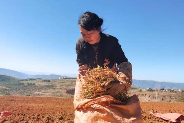 明党参与党参的区别,科属、外形均不同