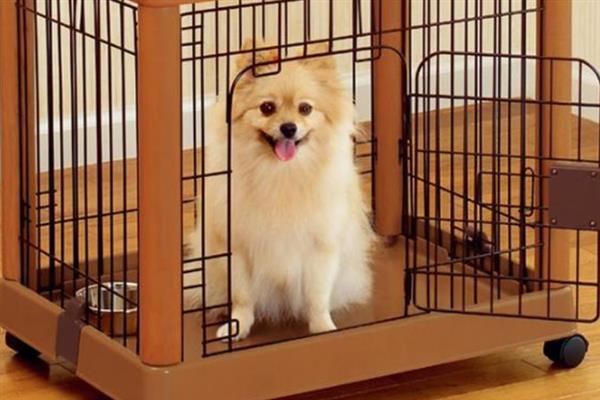 狗狗关笼子总是叫的原因，可能会因为精力旺盛、想出来玩耍等