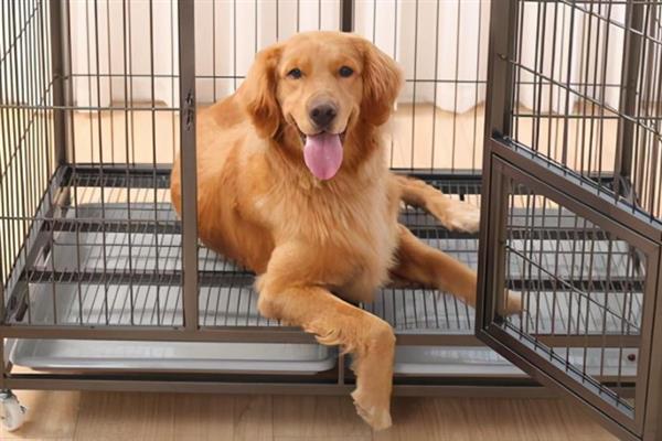 狗狗关笼子总是叫的原因，可能会因为精力旺盛、想出来玩耍等