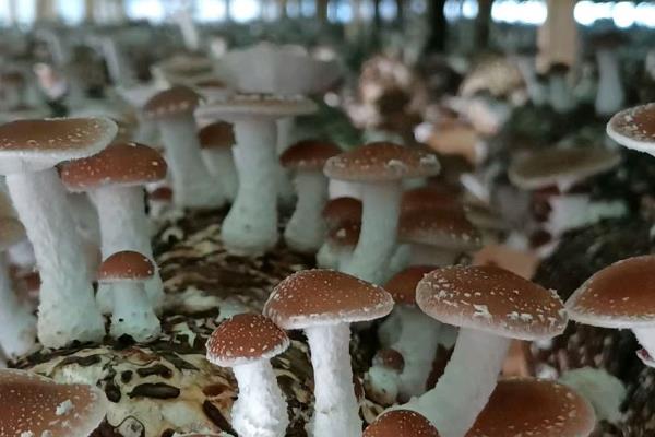 食用菌在我国的发展历史，20世纪40年代开始快速、稳定发展