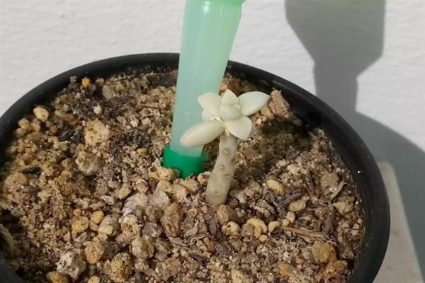 姬秋丽叶片发黄的解决方式，只需将脱落的叶片清理掉即可