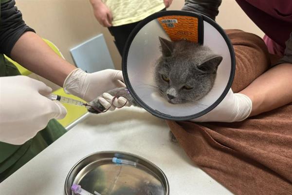猫小便黄的原因，可能是喝水少、肝脏出现问题等导致