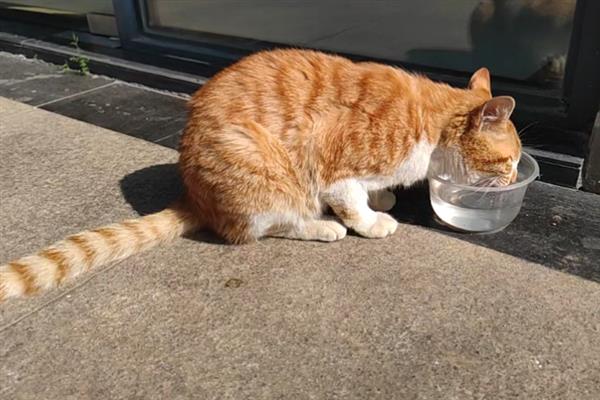 猫小便黄的原因，可能是喝水少、肝脏出现问题等导致
