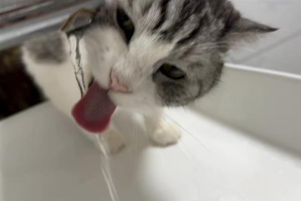 猫小便黄的原因，可能是喝水少、肝脏出现问题等导致