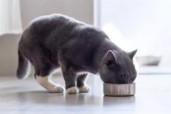 猫小便黄的原因，可能是喝水少、肝脏出现问题等导致