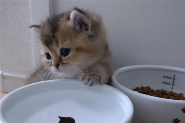 猫小便黄的原因，可能是喝水少、肝脏出现问题等导致