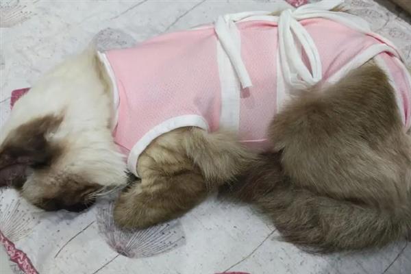 猫小便黄的原因，可能是喝水少、肝脏出现问题等导致