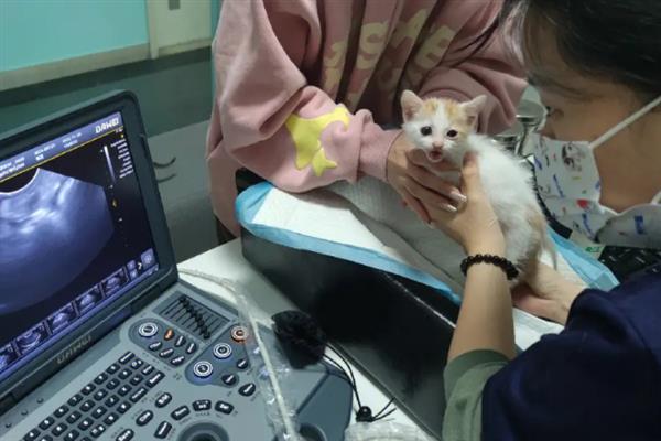猫小便黄的原因，可能是喝水少、肝脏出现问题等导致