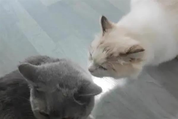 猫小便黄的原因，可能是喝水少、肝脏出现问题等导致