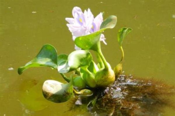 净化水质的水生植物有哪些，常见的有荷花、芦苇等