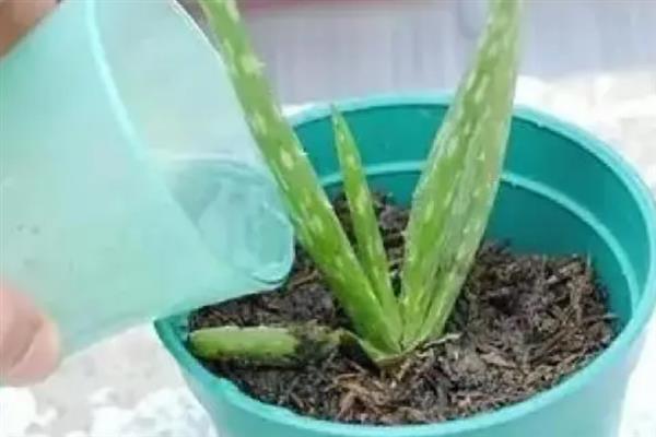 芦荟怎么养，施复合肥前一定要稀释