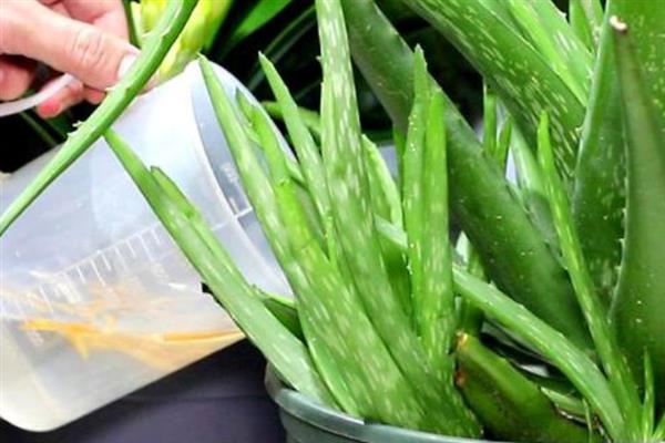 芦荟怎么养，施复合肥前一定要稀释