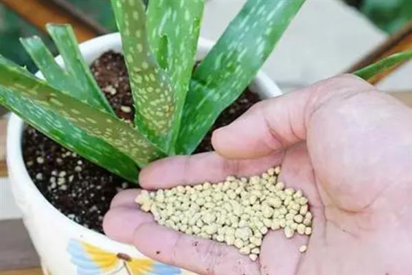 芦荟怎么养，施复合肥前一定要稀释