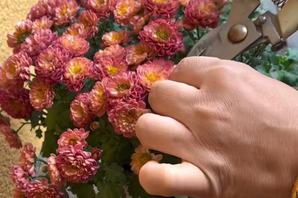 小雏菊的养殖方法，春秋季节每隔2-3天浇一次水