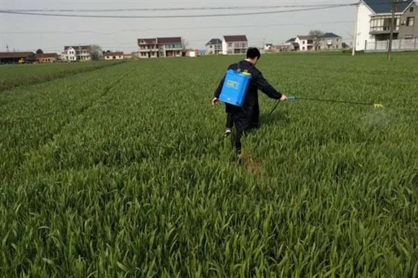 小麦什么时候控旺效果好，可在返青期至拔节初期进行