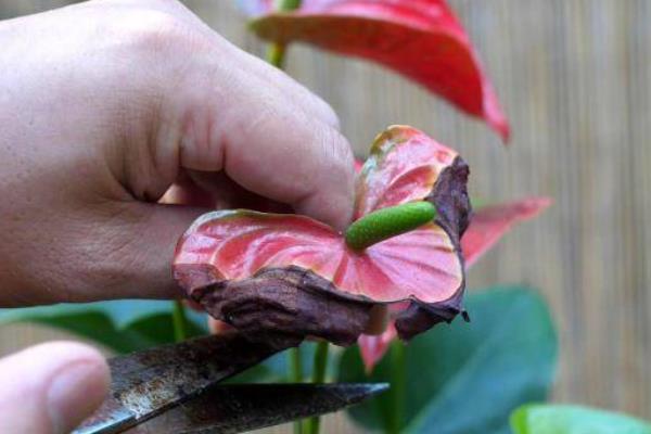 红掌生虫子怎么处理，可以对遭受虫害严重的部位进行修剪