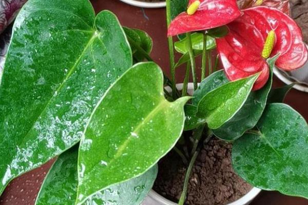 红掌生虫子怎么处理，可以对遭受虫害严重的部位进行修剪