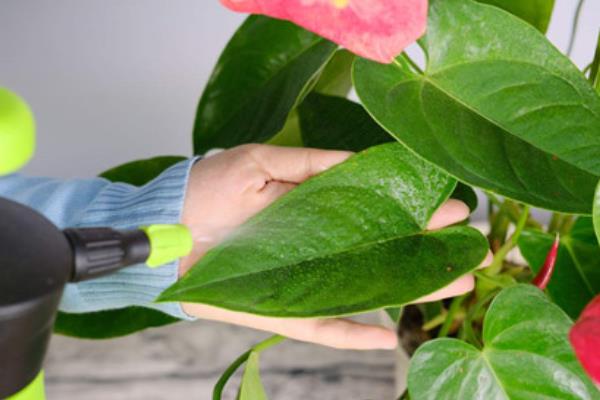 红掌生虫子怎么处理，可以对遭受虫害严重的部位进行修剪