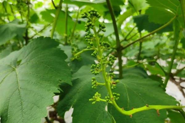 葡萄什么时候开花，开花时间一般在4-5月