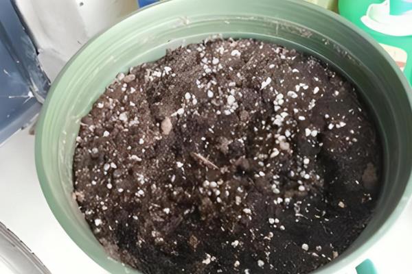 红掌生虫子怎么处理，可以对遭受虫害严重的部位进行修剪