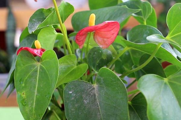 红掌生虫子怎么处理，可以对遭受虫害严重的部位进行修剪