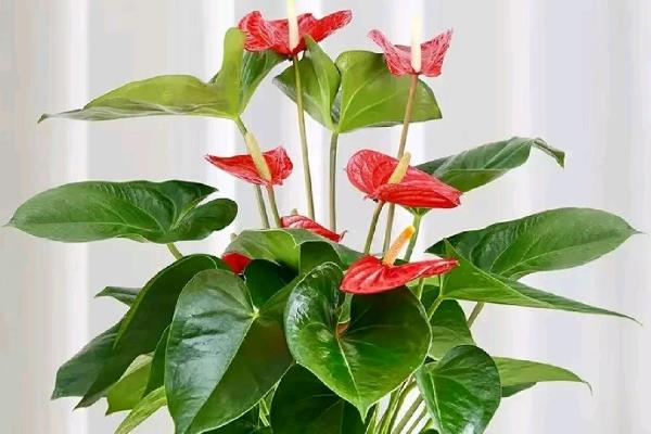 红掌生虫子怎么处理，可以对遭受虫害严重的部位进行修剪