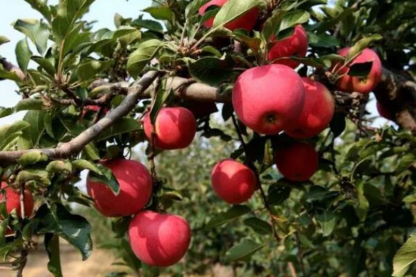葫芦岛兴城的特产，有红崖子花生、烤明虾等