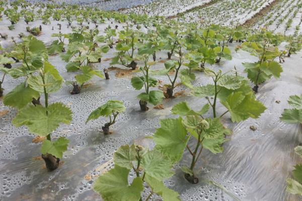 红提葡萄的种植技术，在植株生根发芽后追施一次稀薄的饼肥水