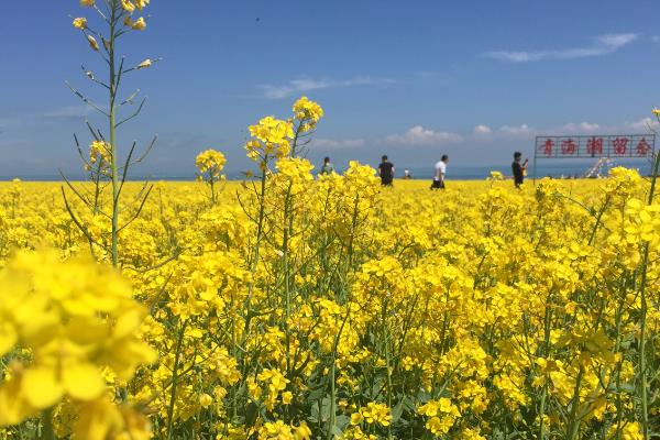 青海油菜花什么时候开，一般在7月开放