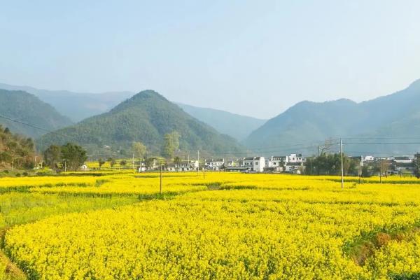 青海油菜花什么时候开，一般在7月开放