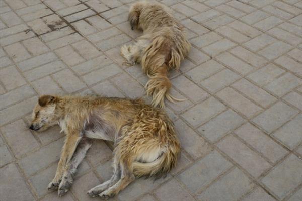 狗狗的中毒类型，分为吸入中毒、误食中毒和接触中毒